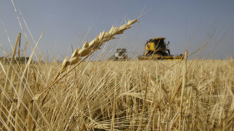 Golden Wheat Season: Iraq Announces Achievement of Self-Food Security