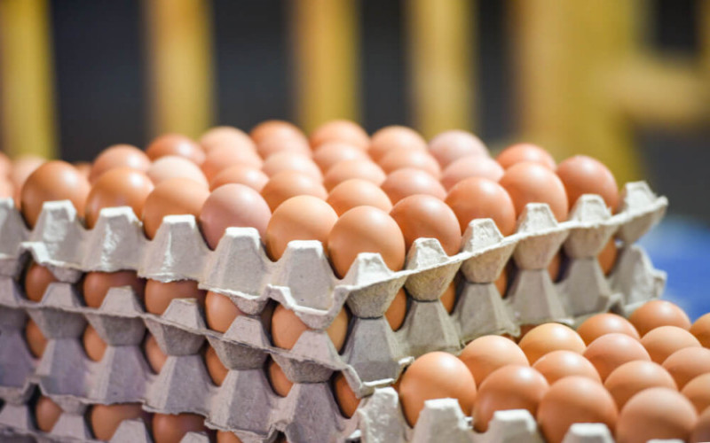 Record Rise in Table Egg Prices Burdens Families and Markets.. Diyala Warns of Crisis Repercussions