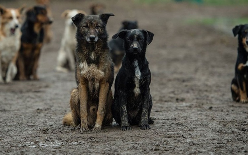 Exacerbation of the Stray Dog Crisis in Iraq Demands Comprehensive Government Intervention