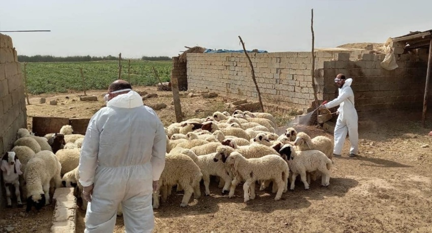 Strict Veterinary Control on Livestock Movement Enforced to Combat Hemorrhagic Fever