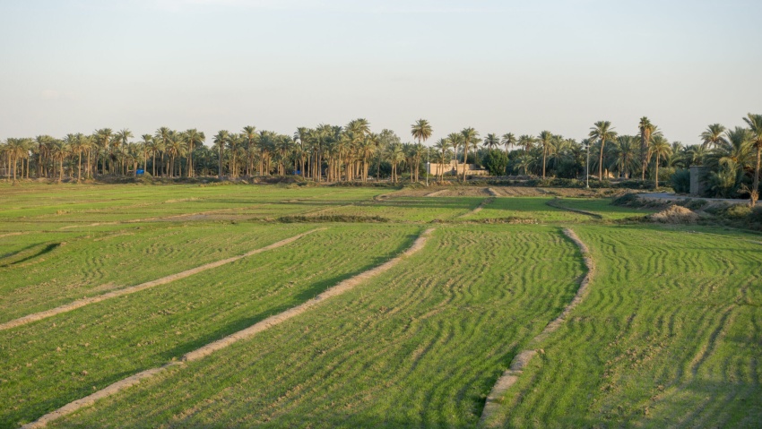 وزارة الزراعة تصادق على خطة تجهيز بذور الشلب للموسم الصيفي