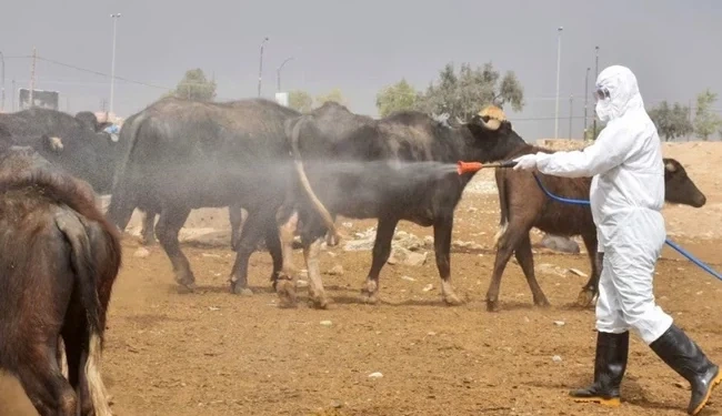 ارتفاع ملحوظ في إصابات الحمى النزفية بمحافظة ذي قار وتسجيل حالات وفاة - ارتفاع ملحوظ في إصابات الحمى النزفية بمحافظة ذي قار وتسجيل حالات وفاة - ارتفاع ملحوظ في إصابات الحمى النزفية بمحافظة ذي قار وتسجيل حالات وفاة - ارتفاع ملحوظ في إصابات الحمى النزفية بمحافظة ذي قار وتسجيل حالات وفاة - ارتفاع ملحوظ في إصابات الحمى النزفية بمحافظة ذي قار وتسجيل حالات وفاة - Notable Rise in Hemorrhagic Fever Cases in Dhi Qar Governorate with Fatalities Recorded - Notable Rise in Hemorrhagic Fever Cases in Dhi Qar Governorate with Fatalities Recorded