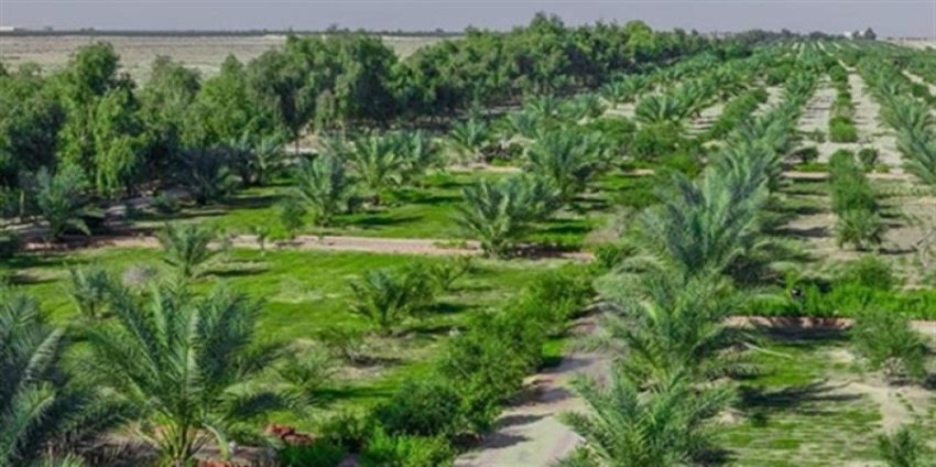 خبير بيئي يطلق مبادرة "النموذج العراقي" لمكافحة التصحر واستعادة الأحزمة الخضراء - خبير بيئي يطلق مبادرة "النموذج العراقي" لمكافحة التصحر واستعادة الأحزمة الخضراء - خبير بيئي يطلق مبادرة "النموذج العراقي" لمكافحة التصحر واستعادة الأحزمة الخضراء - خبير بيئي يطلق مبادرة "النموذج العراقي" لمكافحة التصحر واستعادة الأحزمة الخضراء - خبير بيئي يطلق مبادرة "النموذج العراقي" لمكافحة التصحر واستعادة الأحزمة الخضراء - Environmental Expert Proposes 'Iraqi Model' to Combat Desertification and Restore Green Belts - Environmental Expert Proposes 'Iraqi Model' to Combat Desertification and Restore Green Belts