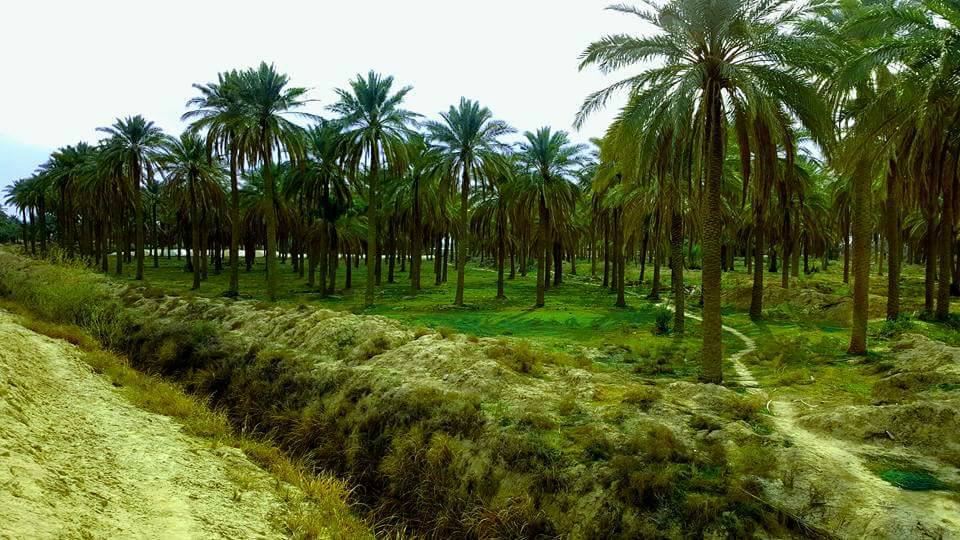البصرة تعزز خطتها الزراعية بزيادة مساحات الحنطة والشعير وسط تحديات المياه