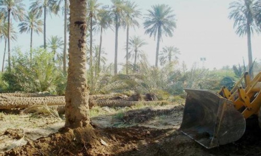 Environmental Observatory Accuses Government Entities of Bulldozing Orchards and Hindering Anti-Desertification Efforts - مرصد بيئي يتهم جهات حكومية بتجريف البساتين وعرقلة جهود مكافحة التصحر مرصد بيئي يتهم جهات حكومية بتجريف البساتين وعرقلة جهود مكافحة التصحر مرصد بيئي يتهم جهات حكومية بتجريف البساتين وعرقلة جهود مكافحة التصحر مرصد بيئي يتهم جهات حكومية بتجريف البساتين وعرقلة جهود مكافحة التصحر Environmental Observatory Accuses Government Entities of Bulldozing Orchards and Hindering Anti-Desertification Efforts Environmental Observatory Accuses Government Entities of Bulldozing Orchards and Hindering Anti-Desertification Efforts